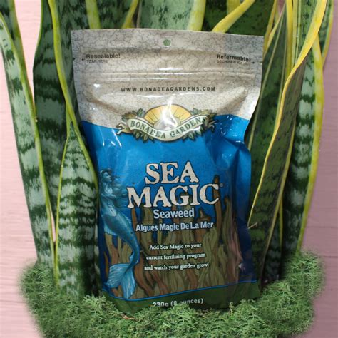 magic seaweed